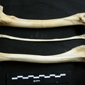 Fémur, tibia et fibula (10973 visites) Lycaon pictus - Mâle - Adulte - Éléments gauchesCollection : Département d'Ostéologie du Musée... Fémur, tibia et fibula