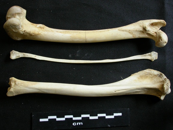 Fémur, tibia et fibula (11281 visites) Lycaon pictus - Mâle - Adulte - Éléments gauchesCollection : Département d'Ostéologie du Musée... Fémur, tibia et fibula