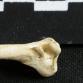 Fibula : partie distale (6890 visites) Lycaon pictus - Mâle - Adulte - Élément gaucheCollection : Département d'Ostéologie du Musée N... Fibula : partie distale