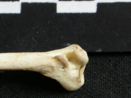 Fibula : partie distale (6938 visites) Lycaon pictus - Mâle - Adulte - Élément gaucheCollection : Département d'Ostéologie du Musée N... Fibula : partie distale