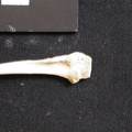 Fibula : partie proximale (7069 visites) Lycaon pictus - Mâle - Adulte - Élément gaucheCollection : Département d'Ostéologie du Musée N... Fibula : partie proximale