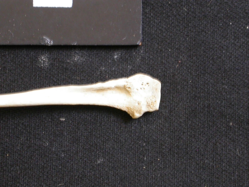 Fíbula : parte proximal (7076 visitas) Lycaon pictus - Macho - Adulto - Elemento izquierdoColección : Departamento d'Osteología del Muse... Fíbula : parte proximal