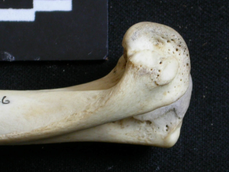 Húmero : parte distal (6499 visitas) Lycaon pictus - Macho - Adulto - Elemento derechoColección : Departamento d'Osteología del Museo ... Húmero : parte distal