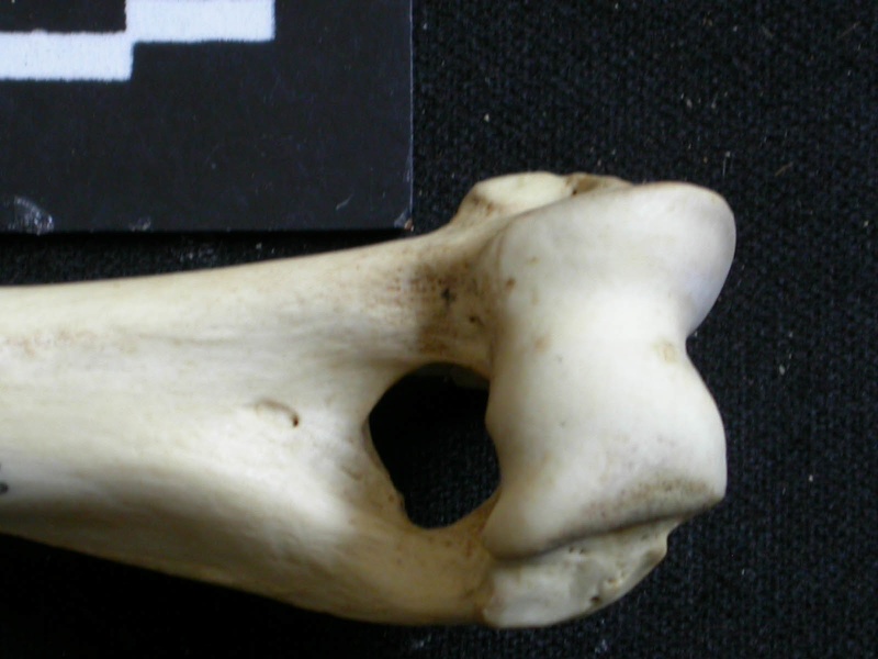 Húmero : parte distal (6794 visitas) Lycaon pictus - Macho - Adulto - Elemento derechoColección : Departamento d'Osteología del Museo ... Húmero : parte distal