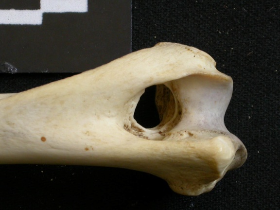 Humerus: distal part (7778 visits) Lycaon pictus - Male - Adult - Right elementCollection: Department d'Osteology of National Museum o... Humerus: distal part