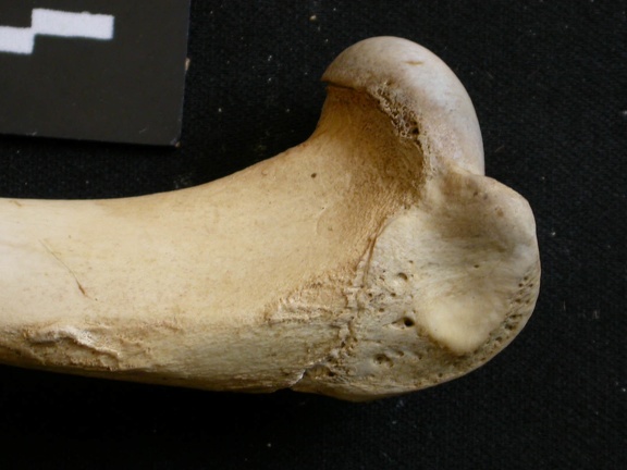 Húmero : parte proximal (8165 visitas) Lycaon pictus - Macho - Adulto - Elemento derechoColección : Departamento d'Osteología del Museo ... Húmero : parte proximal