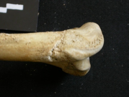 Húmero : parte proximal (8636 visitas) Lycaon pictus - Macho - Adulto - Elemento derechoColección : Departamento d'Osteología del Museo ... Húmero : parte proximal
