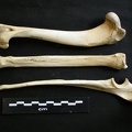 Humérus, radius et ulna (12231 visites) Lycaon pictus - Mâle - Adulte - Éléments droitsCollection : Département d'Ostéologie du Musée ... Humérus, radius et ulna