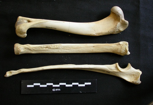 Humerus,radius and ulna