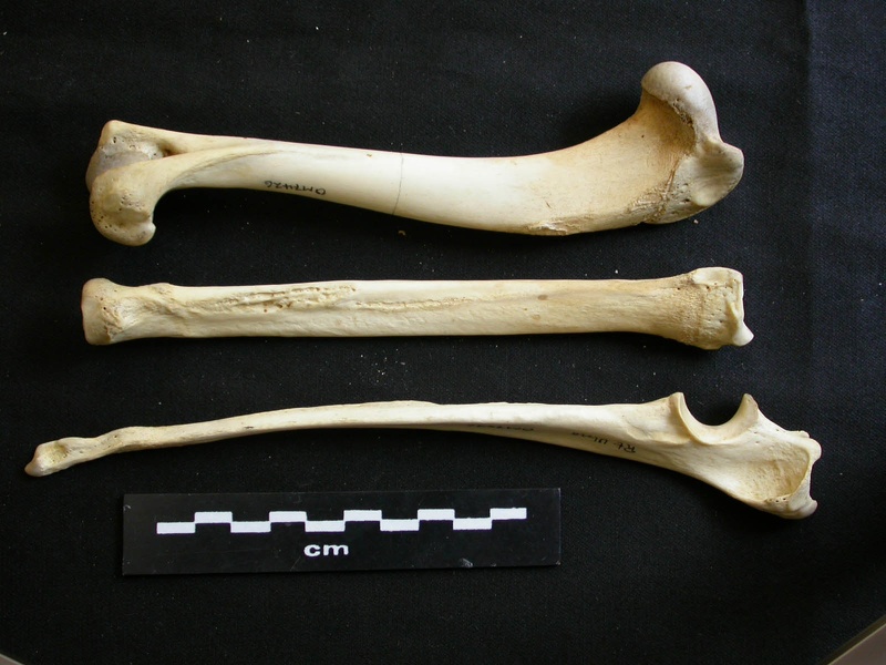Humérus, radius et ulna (12248 visites) Lycaon pictus - Mâle - Adulte - Éléments droitsCollection : Département d'Ostéologie du Musée ... Humérus, radius et ulna