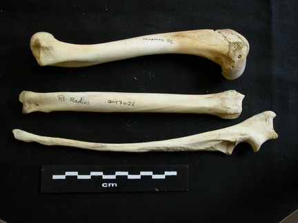 Humérus, radius et ulna (12297 visites) Lycaon pictus - Mâle - Adulte - Éléments droitsCollection : Département d'Ostéologie du Musée ... Humérus, radius et ulna