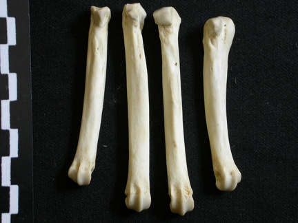 Metacarpianos (9162 visitas) Lycaon pictus - Macho - Adulto - Elementos derechosColección : Departamento d'Osteología del Muse... Metacarpianos