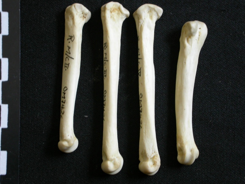 Metacarpals