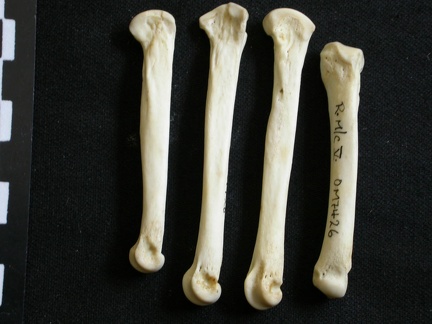 Metacarpianos (8626 visitas) Lycaon pictus - Macho - Adulto - Elementos derechosColección : Departamento d'Osteología del Muse... Metacarpianos