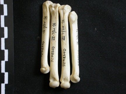 Metacarpianos (8541 visitas) Lycaon pictus - Macho - Adulto - Elementos derechosColección : Departamento d'Osteología del Muse... Metacarpianos