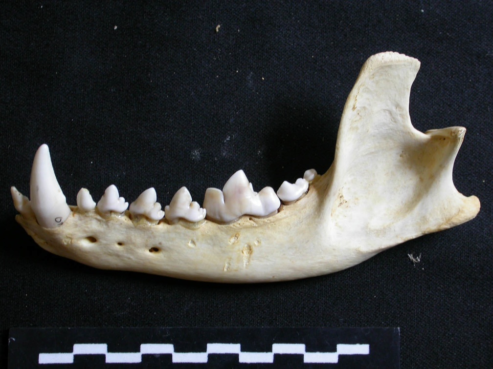 Mandibule (6737 visites) Lycaon pictus - Mâle - Adulte - Élément gaucheCollection : Département d'Ostéologie du Musée N... Mandibule