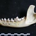 Mandibule (6791 visites) Lycaon pictus - Mâle - Adulte - Élément gaucheCollection : Département d'Ostéologie du Musée N... Mandibule