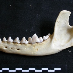 Mandibule (6740 visites) Lycaon pictus - Mâle - Adulte - Élément gaucheCollection : Département d'Ostéologie du Musée N... Mandibule