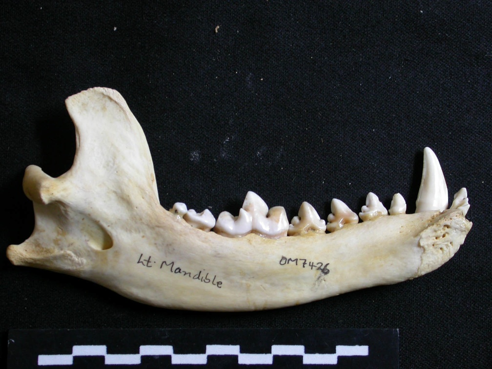 Mandibule (6887 visites) Lycaon pictus - Mâle - Adulte - Élément gaucheCollection : Département d'Ostéologie du Musée N... Mandibule