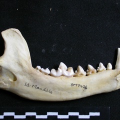 Mandibule (6893 visites) Lycaon pictus - Mâle - Adulte - Élément gaucheCollection : Département d'Ostéologie du Musée N... Mandibule