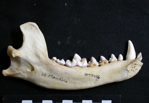 Mandible