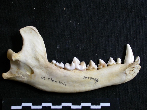 Mandibule (7018 visites) Lycaon pictus - Mâle - Adulte - Élément gaucheCollection : Département d'Ostéologie du Musée N... Mandibule