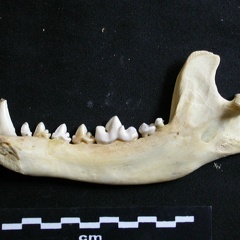 Mandibule (6529 visites) Lycaon pictus - Mâle - Adulte - Élément droitCollection : Département d'Ostéologie du Musée Na... Mandibule