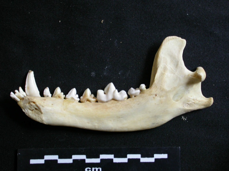 Mandibule (6520 visites) Lycaon pictus - Mâle - Adulte - Élément droitCollection : Département d'Ostéologie du Musée Na... Mandibule