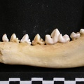 Mandibule (6780 visites) Lycaon pictus - Mâle - Adulte - Élément droitCollection : Département d'Ostéologie du Musée Na... Mandibule