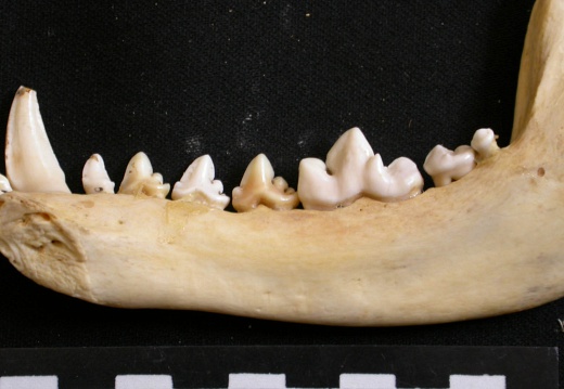 Mandible