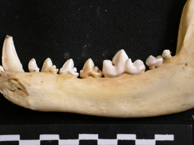 Mandibule (6715 visites) Lycaon pictus - Mâle - Adulte - Élément droitCollection : Département d'Ostéologie du Musée Na... Mandibule