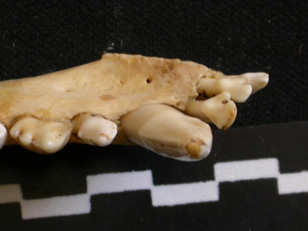 Dentition inférieure (6862 visites) Lycaon pictus - Mâle - Adulte - Élément droitCollection : Département d'Ostéologie du Musée Na... Dentition inférieure