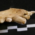 Dentition inférieure (6815 visites) Lycaon pictus - Mâle - Adulte - Élément droitCollection : Département d'Ostéologie du Musée Na... Dentition inférieure