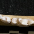 Dentition inférieure (6589 visites) Lycaon pictus - Mâle - Adulte - Élément droitCollection : Département d'Ostéologie du Musée Na... Dentition inférieure