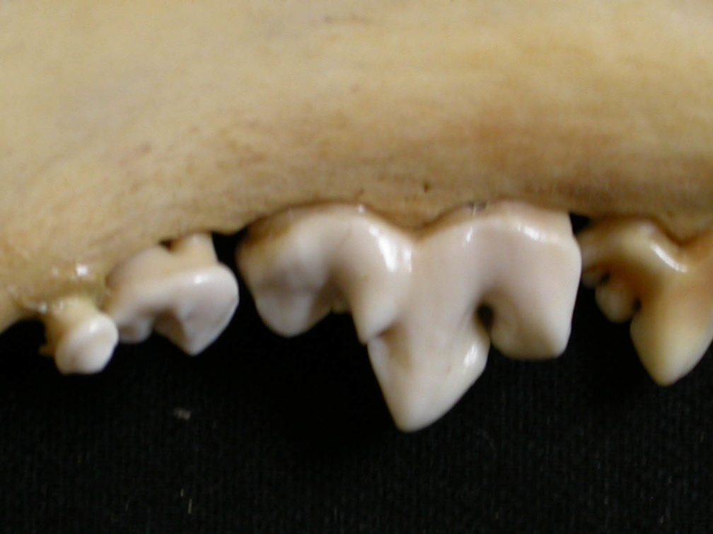 Dentition inférieure (6755 visites) Lycaon pictus - Mâle - Adulte - Élément droitCollection : Département d'Ostéologie du Musée Na... Dentition inférieure