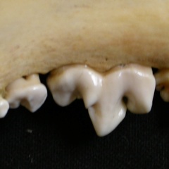 Dentition inférieure (6755 visites) Lycaon pictus - Mâle - Adulte - Élément droitCollection : Département d'Ostéologie du Musée Na... Dentition inférieure