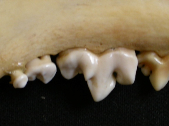 Dentition inférieure (6887 visites) Lycaon pictus - Mâle - Adulte - Élément droitCollection : Département d'Ostéologie du Musée Na... Dentition inférieure