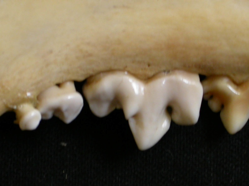 Dentition inférieure (6753 visites) Lycaon pictus - Mâle - Adulte - Élément droitCollection : Département d'Ostéologie du Musée Na... Dentition inférieure