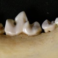 Dentition inférieure (6702 visites) Lycaon pictus - Mâle - Adulte - Élément droitCollection : Département d'Ostéologie du Musée Na... Dentition inférieure