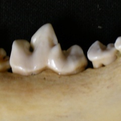 Dentition inférieure (6667 visites) Lycaon pictus - Mâle - Adulte - Élément droitCollection : Département d'Ostéologie du Musée Na... Dentition inférieure