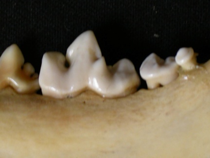 Dentition inférieure (6668 visites) Lycaon pictus - Mâle - Adulte - Élément droitCollection : Département d'Ostéologie du Musée Na... Dentition inférieure