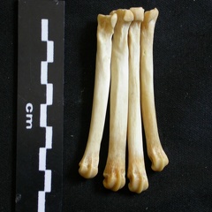 Métatarsiens (8065 visites) Lycaon pictus - Mâle - Adulte - Éléments droitsCollection : Département d'Ostéologie du Musée ... Métatarsiens