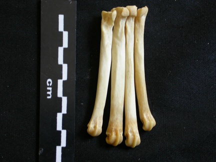Métatarsiens (8003 visites) Lycaon pictus - Mâle - Adulte - Éléments droitsCollection : Département d'Ostéologie du Musée ... Métatarsiens