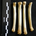 Métatarsiens (8134 visites) Lycaon pictus - Mâle - Adulte - Éléments droitsCollection : Département d'Ostéologie du Musée ... Métatarsiens