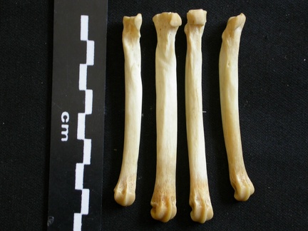 Métatarsiens (8103 visites) Lycaon pictus - Mâle - Adulte - Éléments droitsCollection : Département d'Ostéologie du Musée ... Métatarsiens