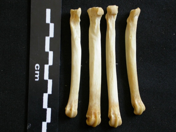 Metatarsianos (8202 visitas) Lycaon pictus - Macho - Adulto - Elementos derechosColección : Departamento d'Osteología del Muse... Metatarsianos