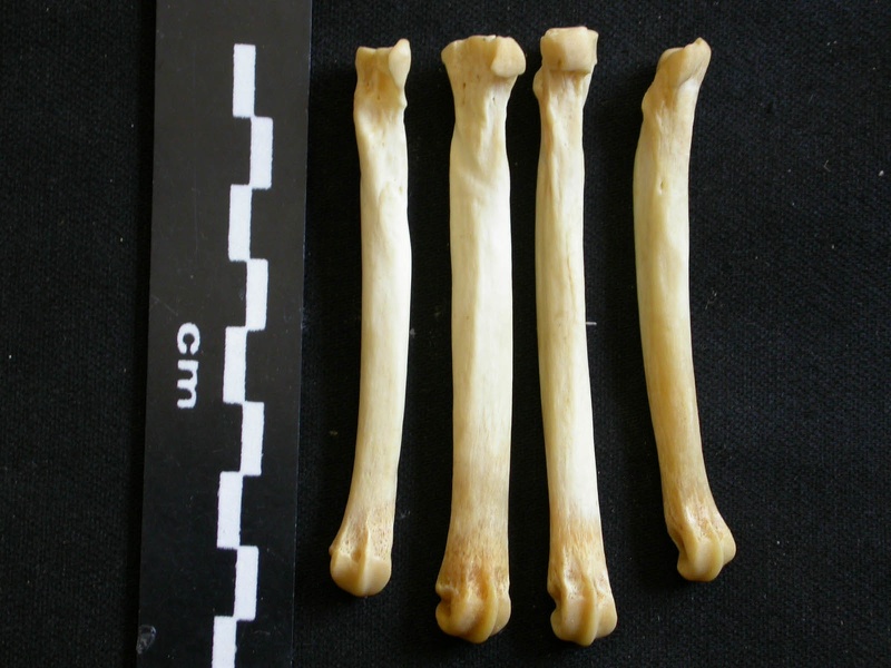 Métatarsiens (8097 visites) Lycaon pictus - Mâle - Adulte - Éléments droitsCollection : Département d'Ostéologie du Musée ... Métatarsiens