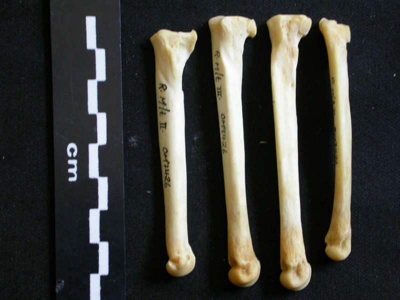Metatarsianos (7867 visitas) Lycaon pictus - Macho - Adulto - Elementos derechosColección : Departamento d'Osteología del Muse... Metatarsianos