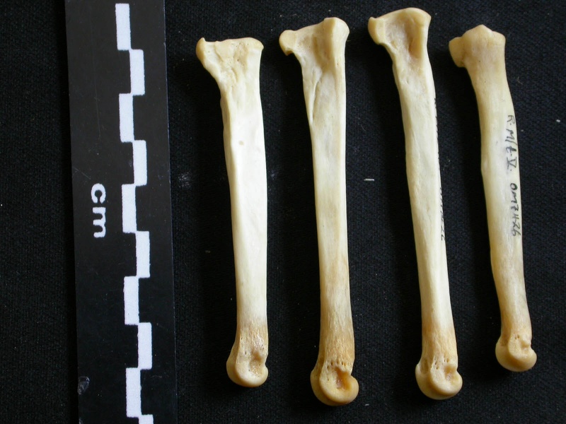 Metatarsianos (7854 visitas) Lycaon pictus - Macho - Adulto - Elementos derechosColección : Departamento d'Osteología del Muse... Metatarsianos