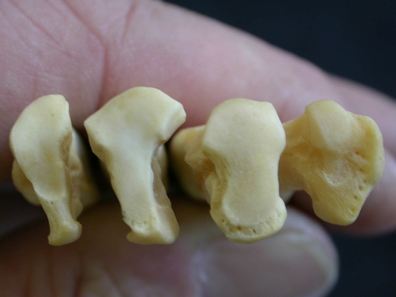 Metatarsals: proximale part (7667 visits) Lycaon pictus - Male - Adult - Right elementsCollection: Department d'Osteology of National Museum ... Metatarsals: proximale part